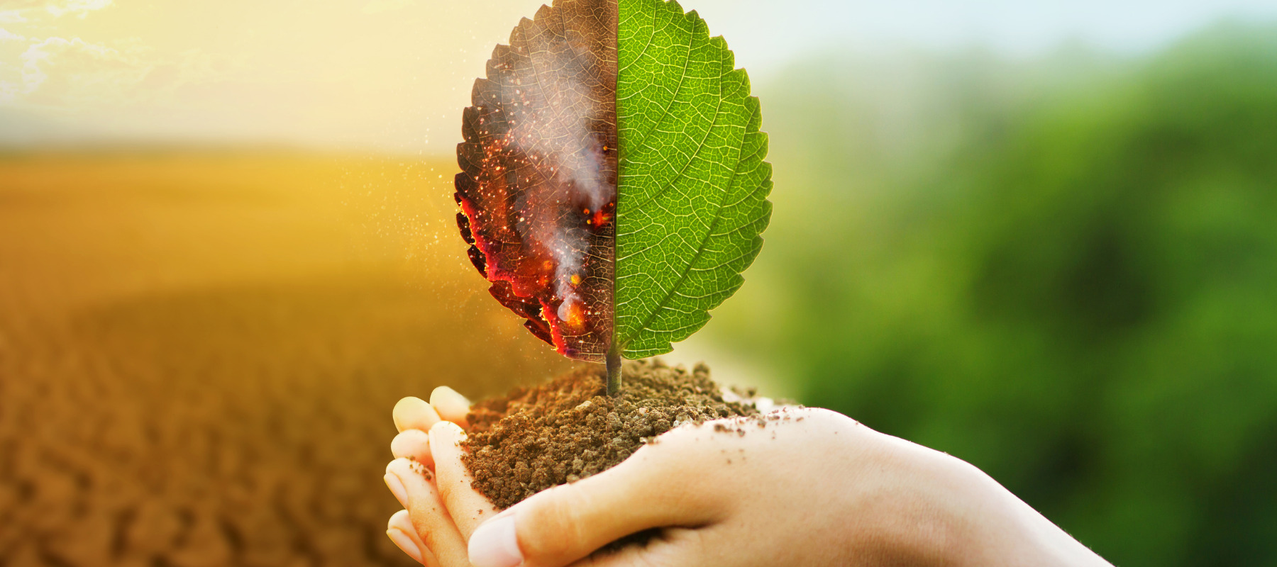 Hand holding a sapling with leaves half alive and half burnt, symbolizing the impact of climate change, set against a blurred background of a barren field on one side and a lush forest on the other.