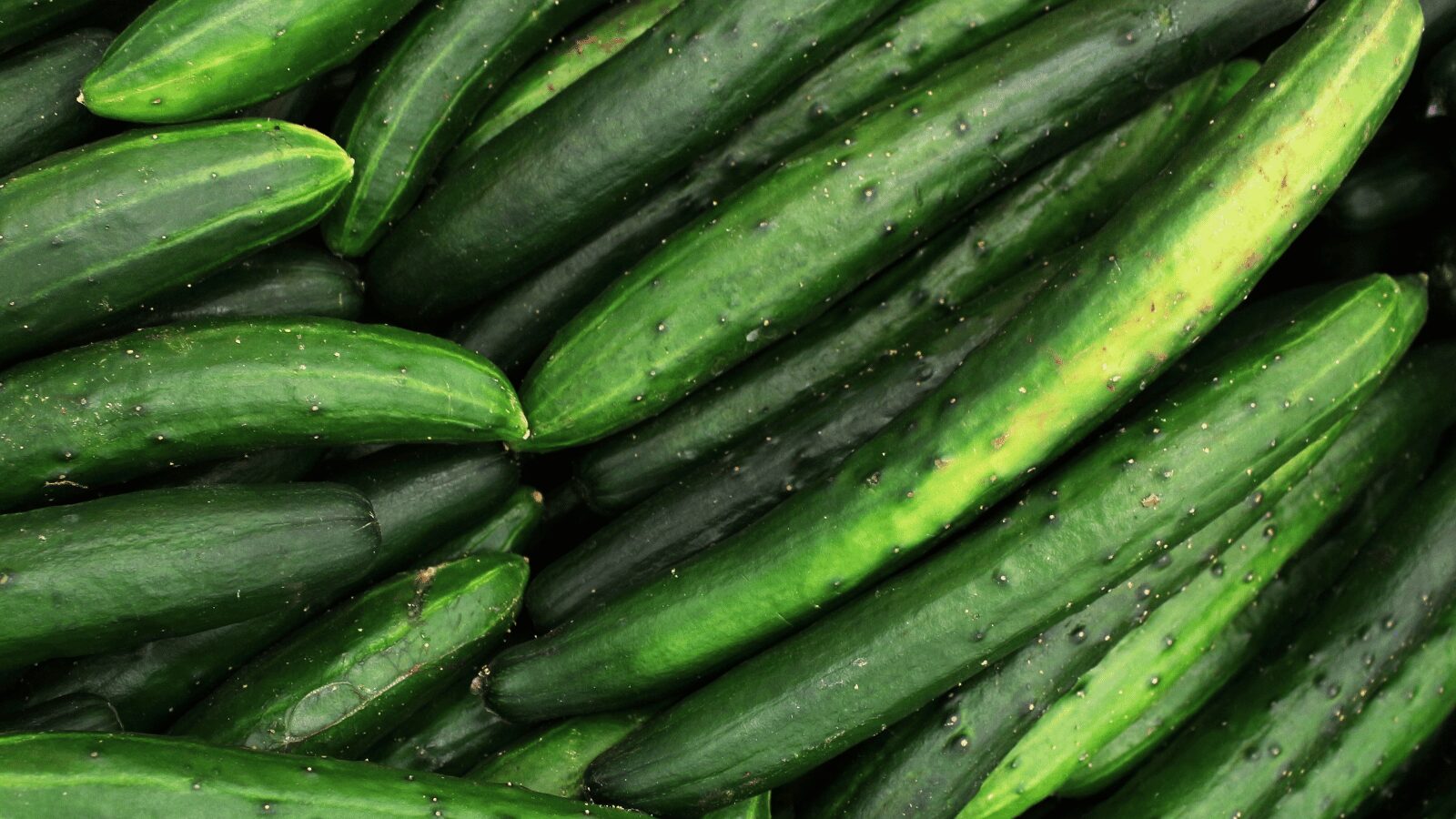A close-up image of fresh green cucumbers stacked together, showcasing their smooth, dark green skins with small bumps and ridges